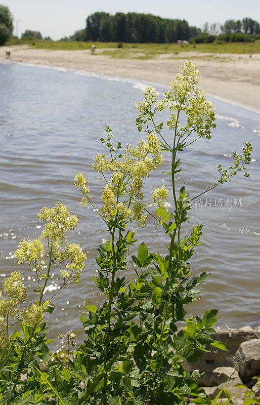 河畔的普通草甸街(Thalictrum flavum)